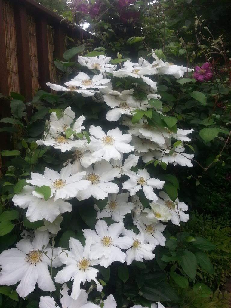  photo 20140525_094409_zps7nuhpots.jpg